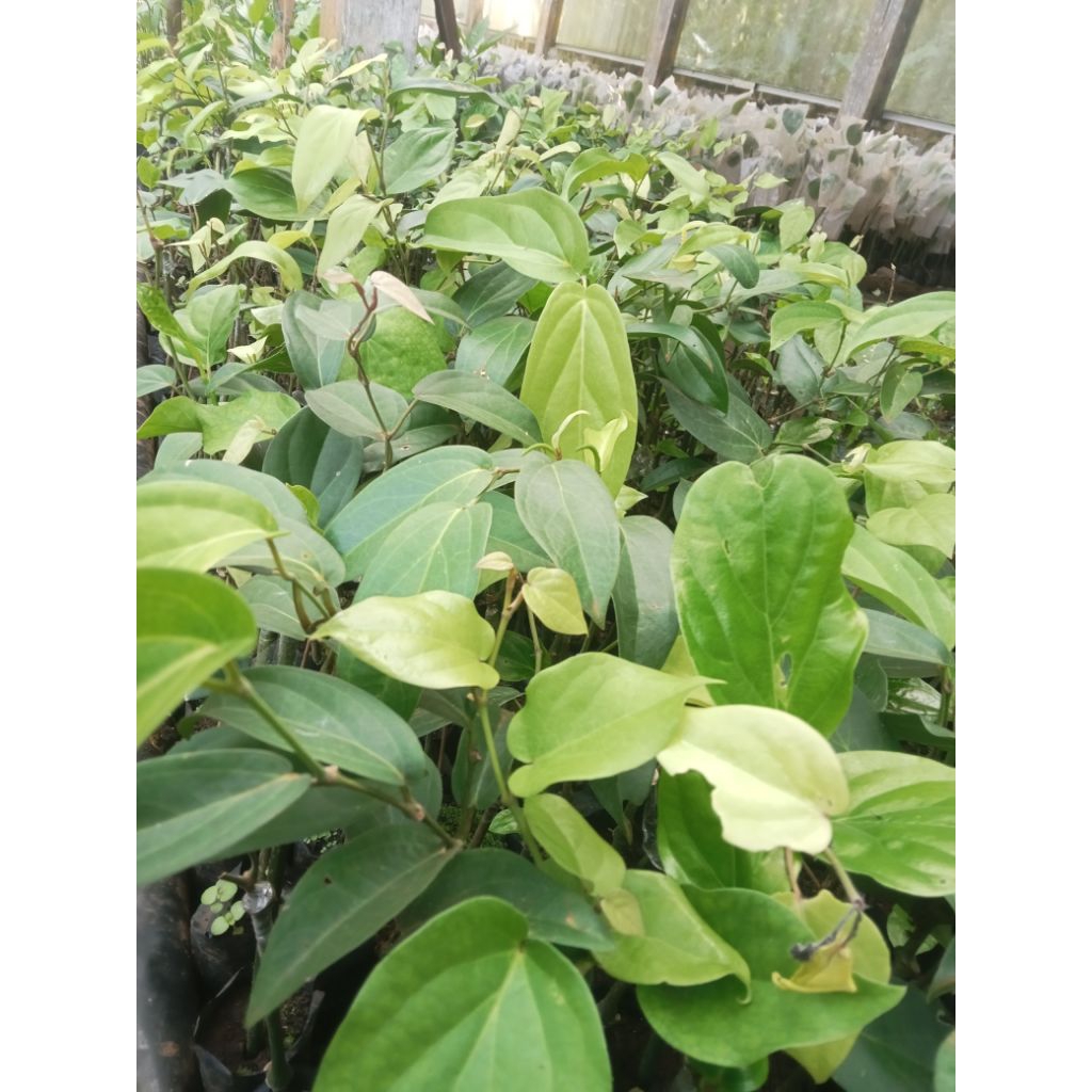 bibit kemukus sambung melada