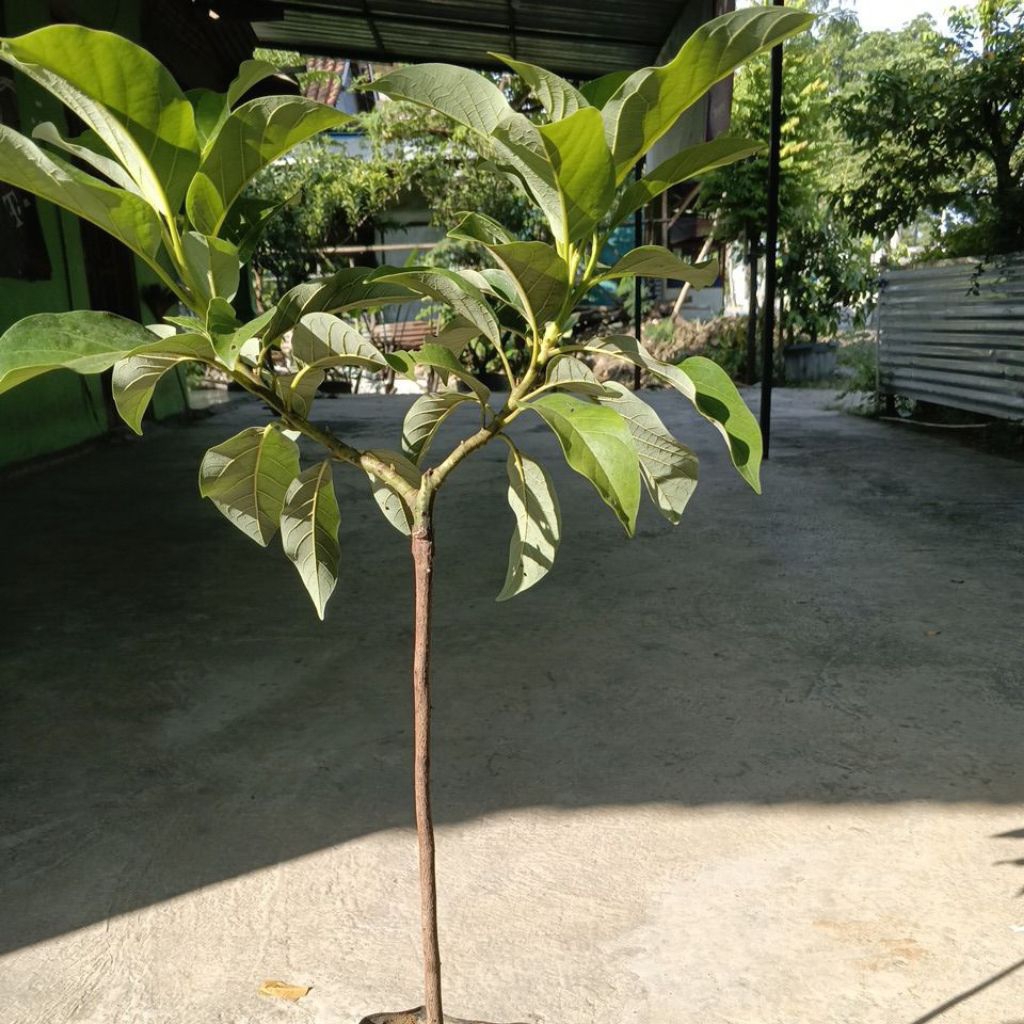 bibit alpukat Subang kelud