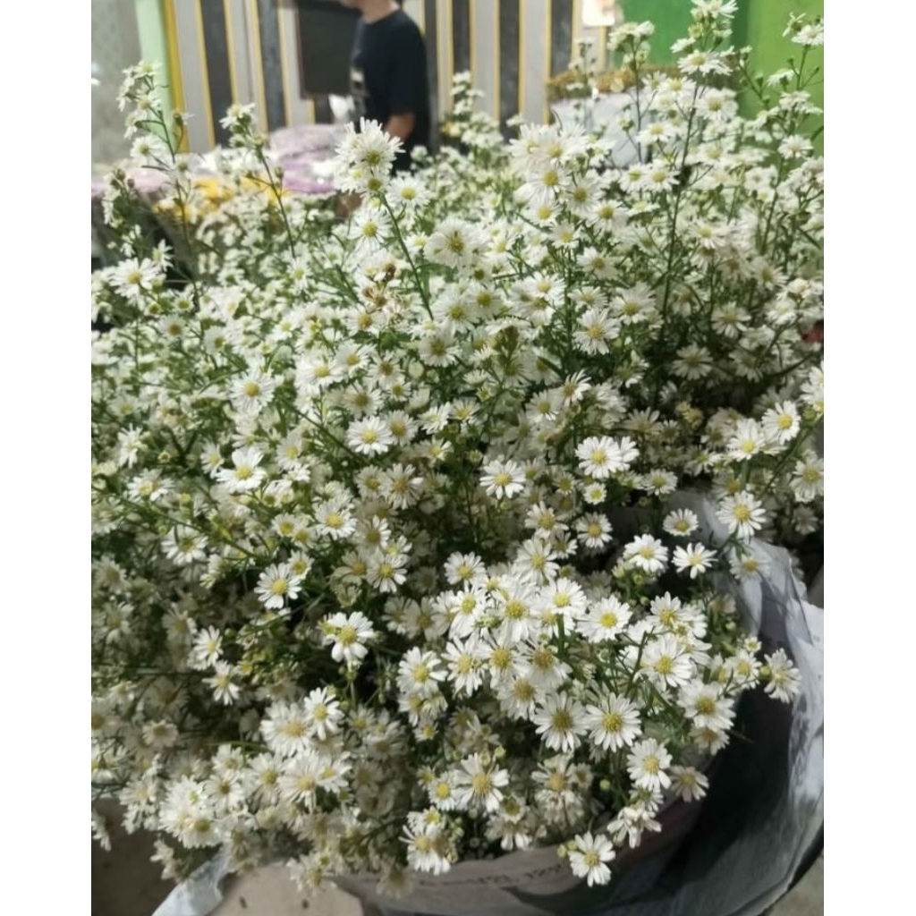 Bunga Pikok Putih Asli Fresh