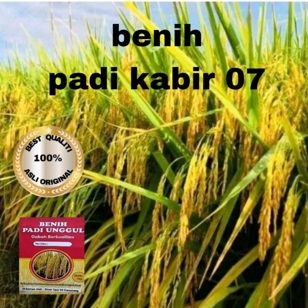 BENIH PADI UNGGUL KABIR 07 BERKUALITAS 5kg