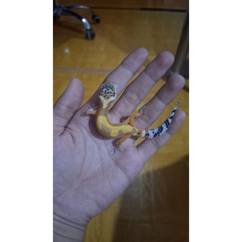 Leopard Gecko - Tangerine Black Night het Tremper - Prediksi Male Mulus Sehat