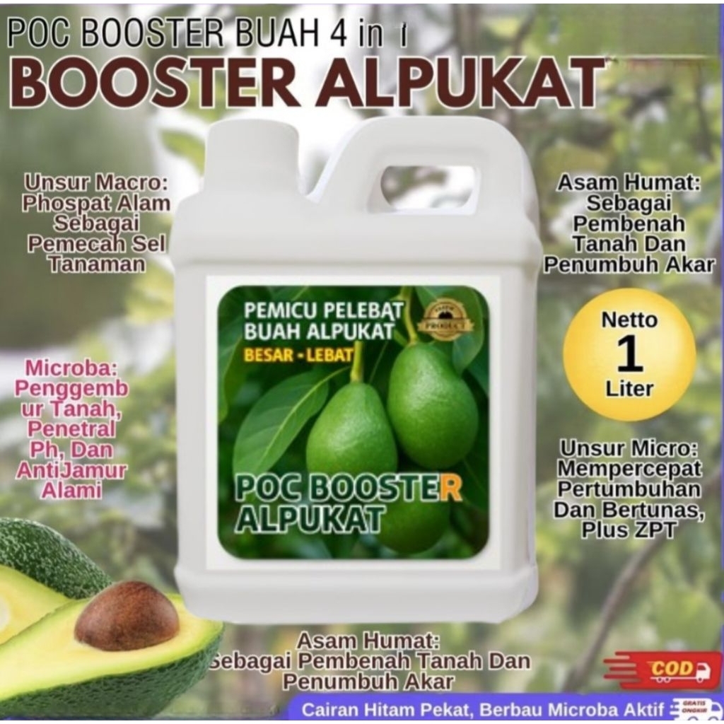 Pupuk Pelebat Buah Alpukat, Booster Untuk Tanaman Alpukat Berbuah Lebat, Poc Hasil Panen Alpukat mel