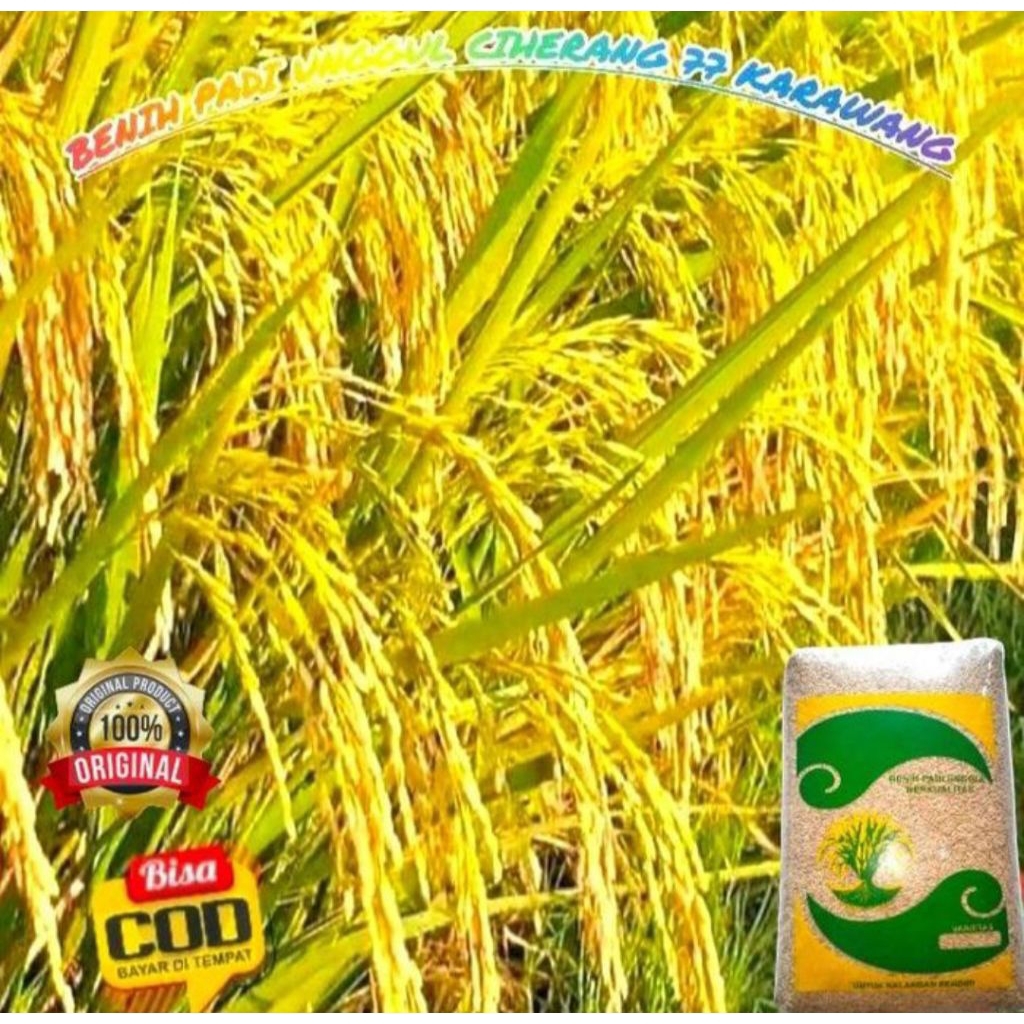 (1kg) BenihPadiUnggul