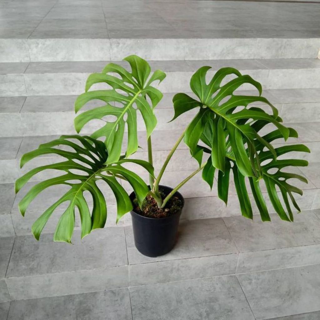 ( BISA COD ) Tanaman Hias Monstera Brazilian - Tanaman Hias Pohon Monstera Brazilian