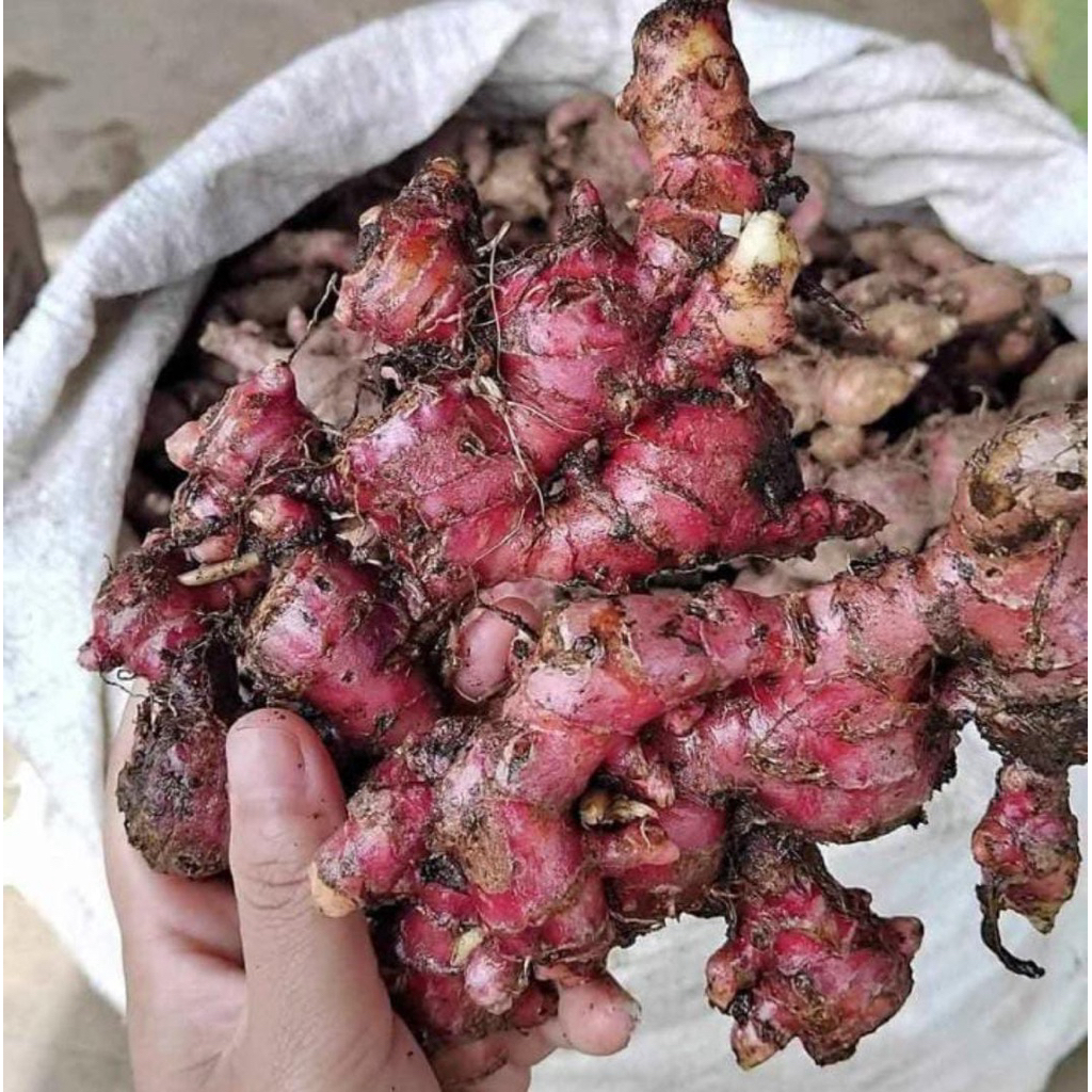 laos  merah kemasan 1 kg