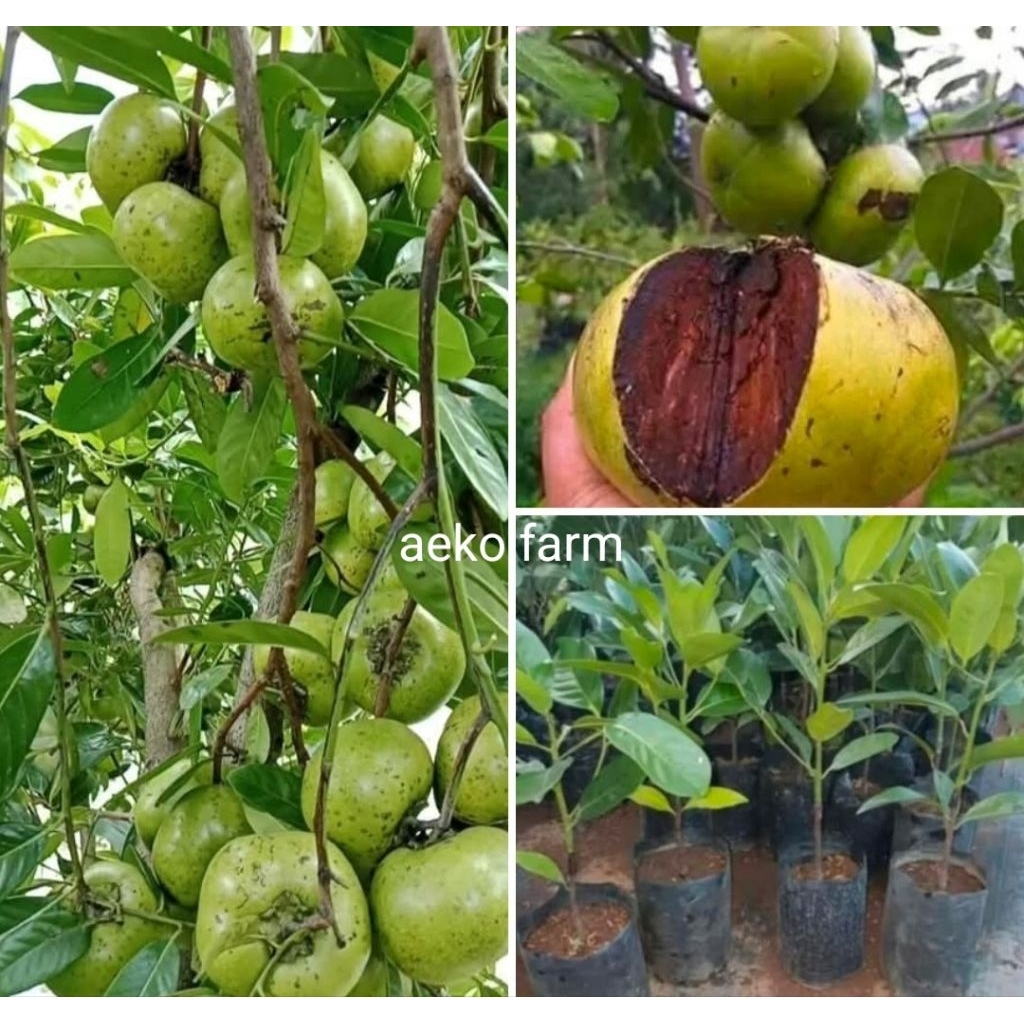 BIBIT BLACK SAPOTE GIANT JUMBO TANPA BIJI  ASLI RASA PUDING COKLAT + PUPUK KOMPOS, Genjah cepat berb