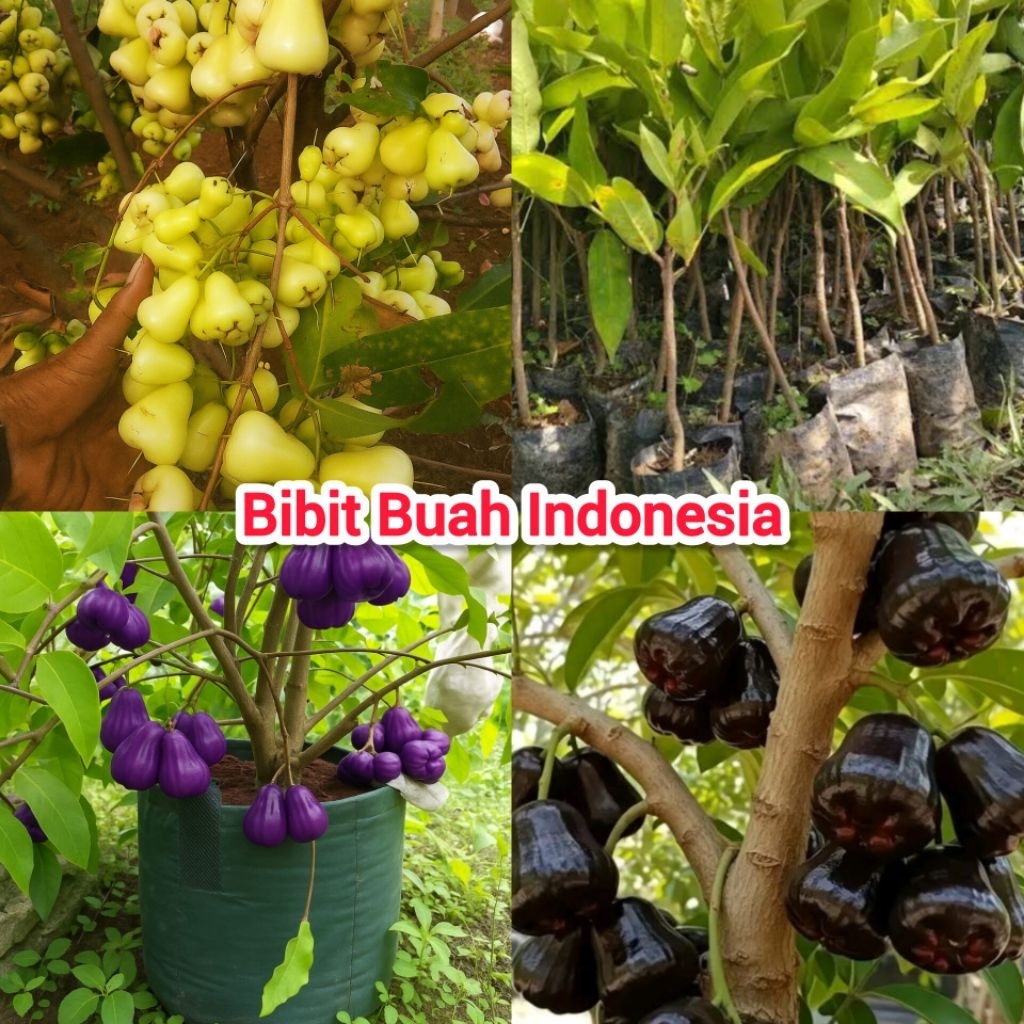 Paket 3 Bibit Jambu Air Super ( Jambu Citra Ungu, Jambu Air Madu Kuning, Jambu Air Hitam Black Guava