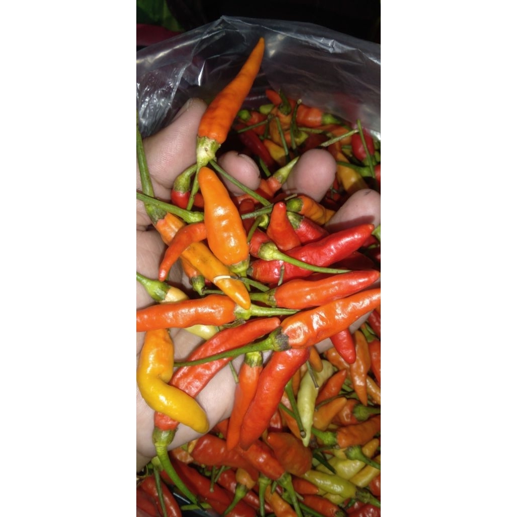 lombok cabai kecil