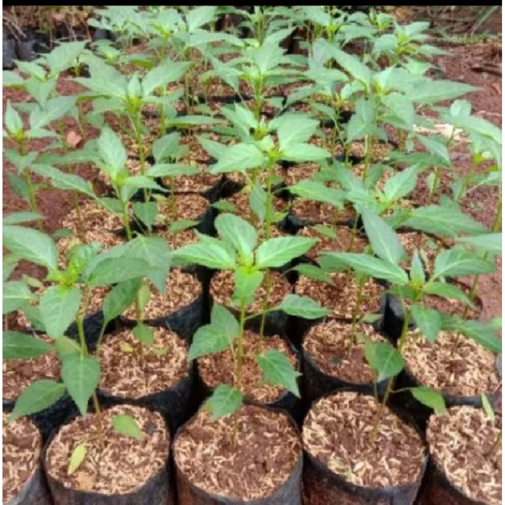 Tanaman cabe merah keriting,Cabe merah , pohon cabe