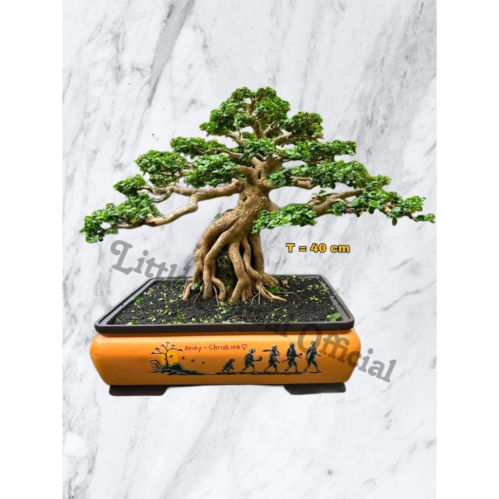 Sancang Kontes / Bonsai Sancang / Medium