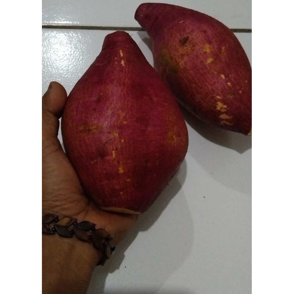 Ubi lato2/Ubi bendera