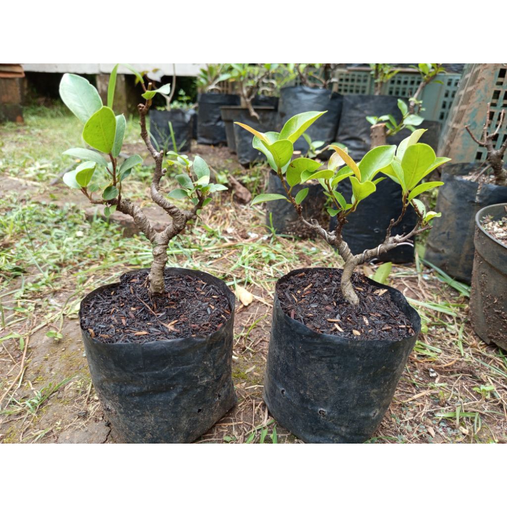 bahan bonsai beringin iprik