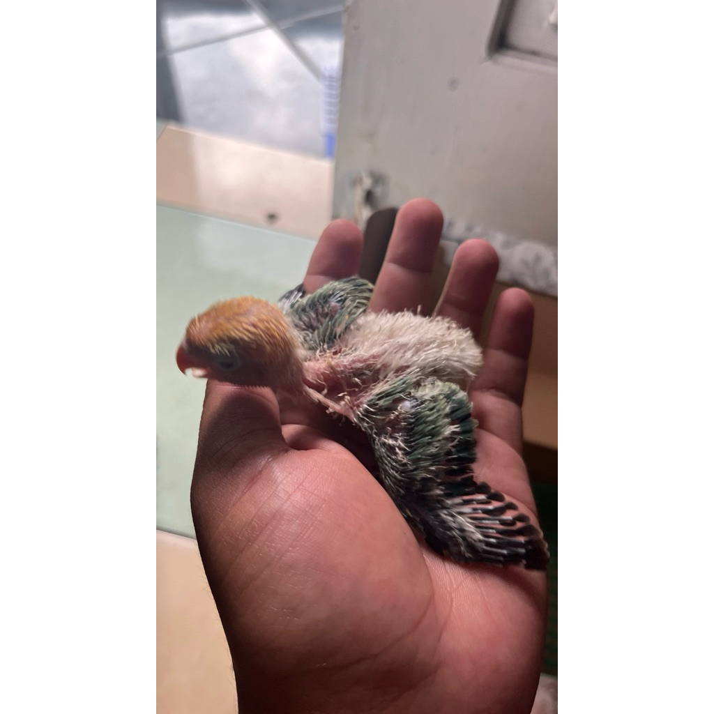 lolohan biola pb ewing