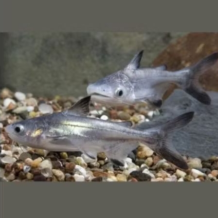 ikan genghis khan 7-8cm