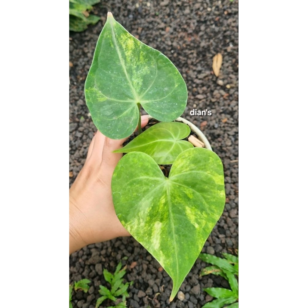 tanaman hias anthurium clarinervium variegata 3daun