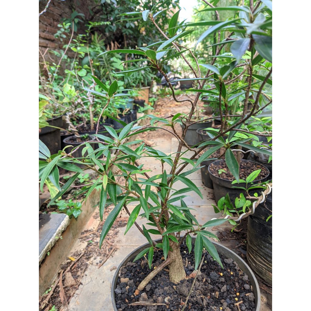 Bonsai Ficus kalifornia seedling Caudex