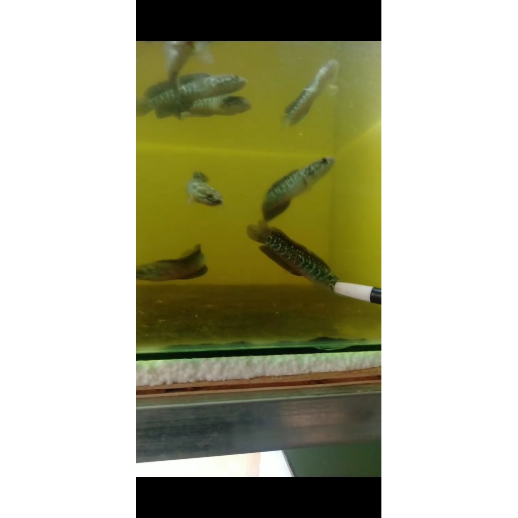 Asiatica ws pure 8-11cm
