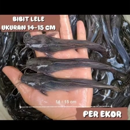 Bibit Lele ukuran 14-15 cm
