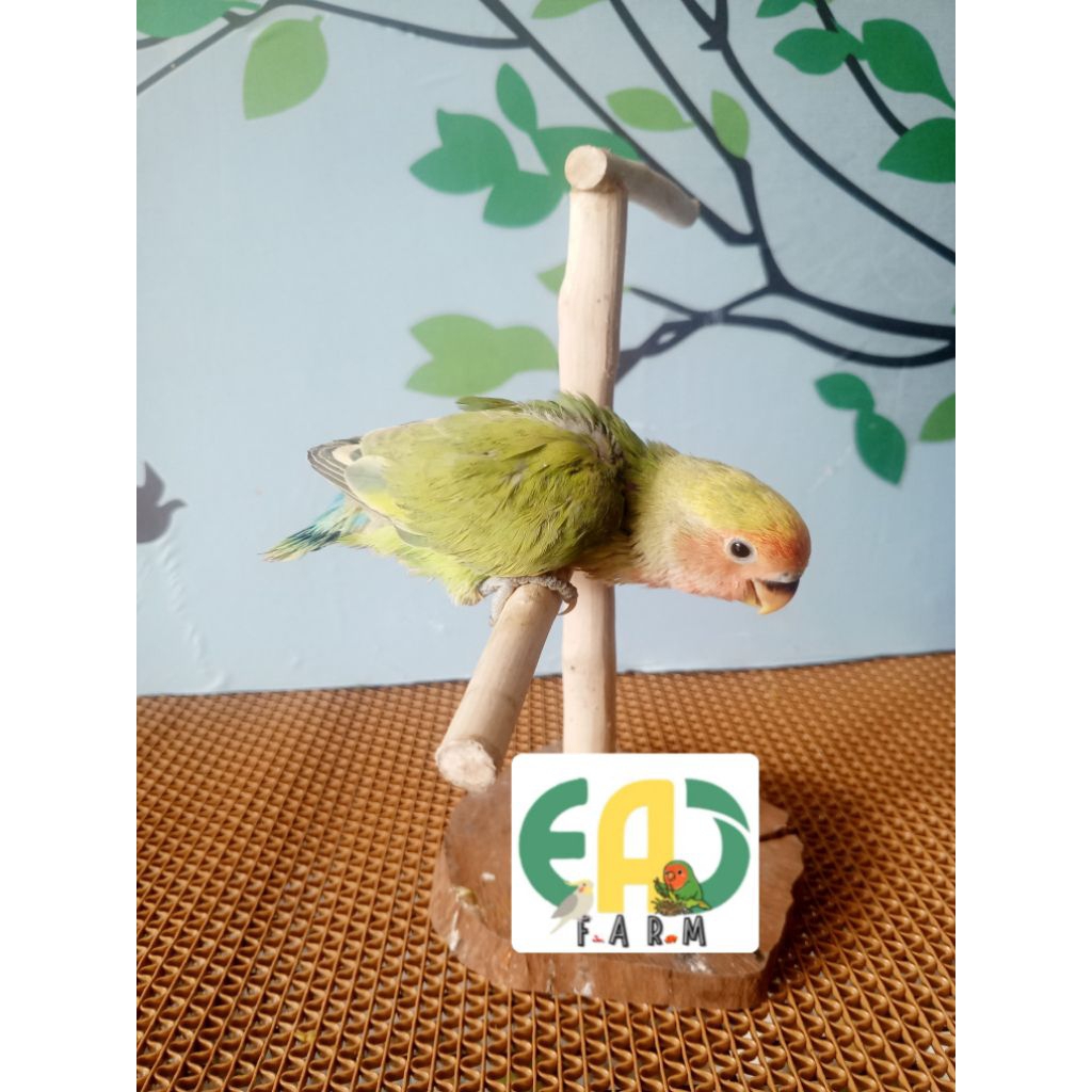 lolohan Lovebird NK Non klep Pied Gren RF