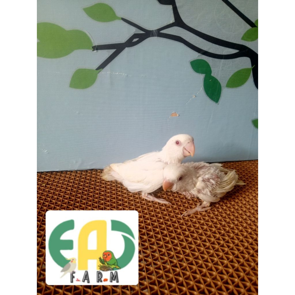 Lolohan Lovebird NK Non klep Albino MM