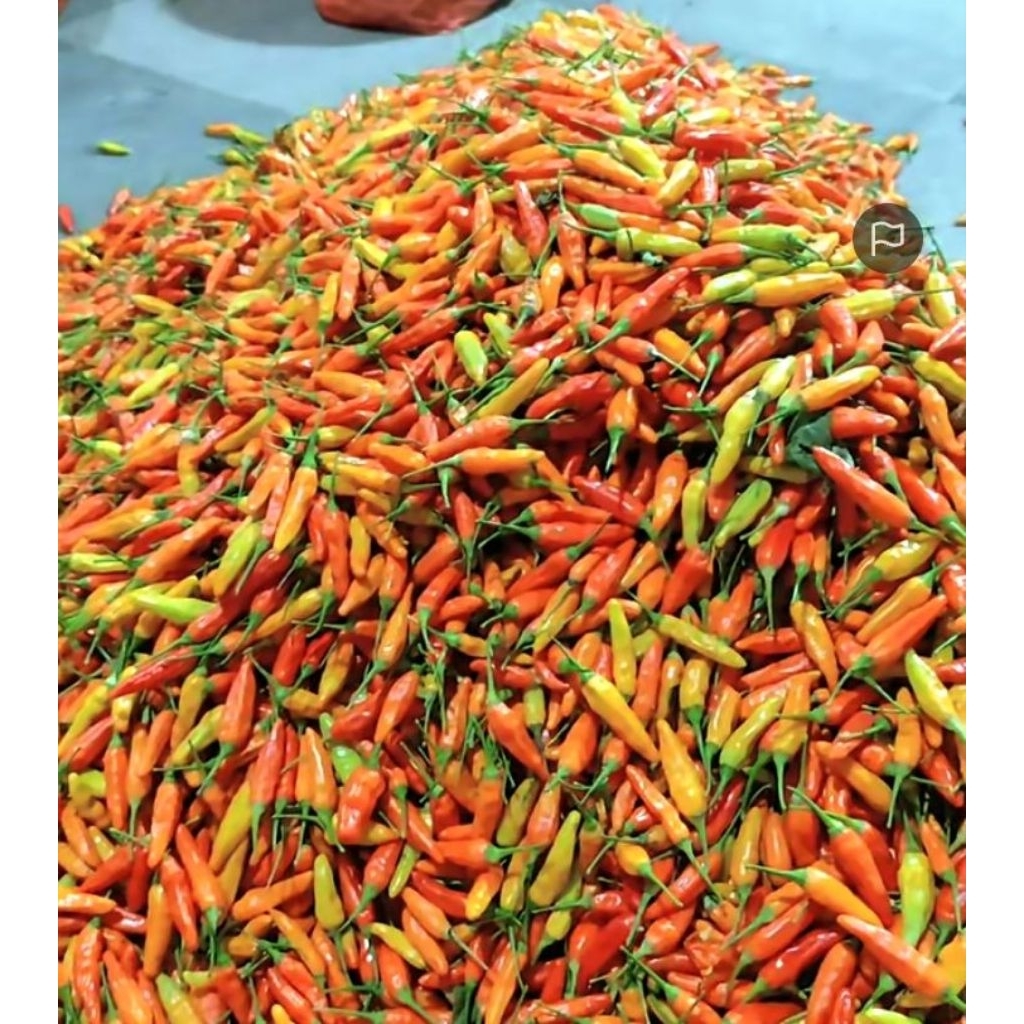 Cabe Sret Ori 1 kg