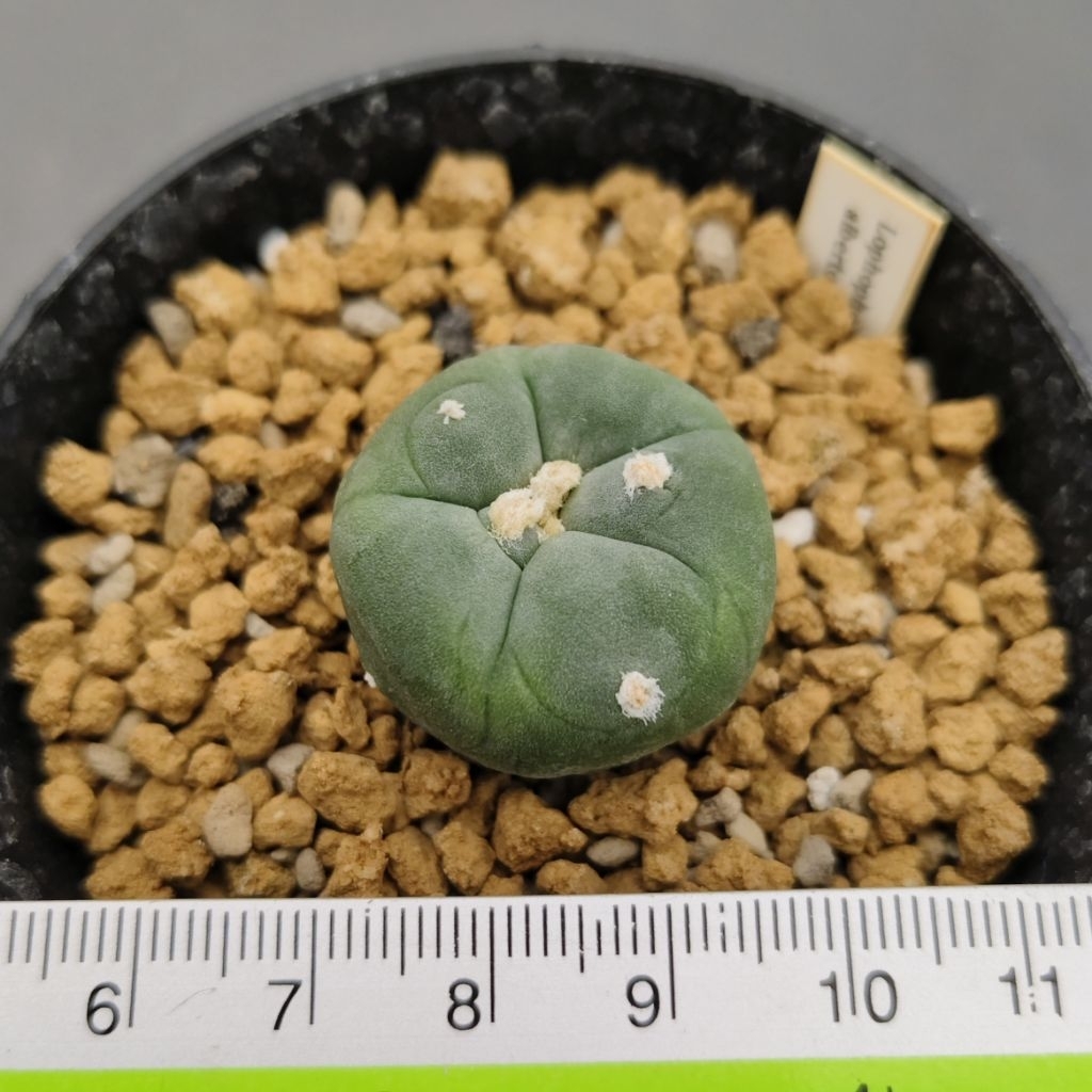 Lophophora williamsii Alberto vojtechii
