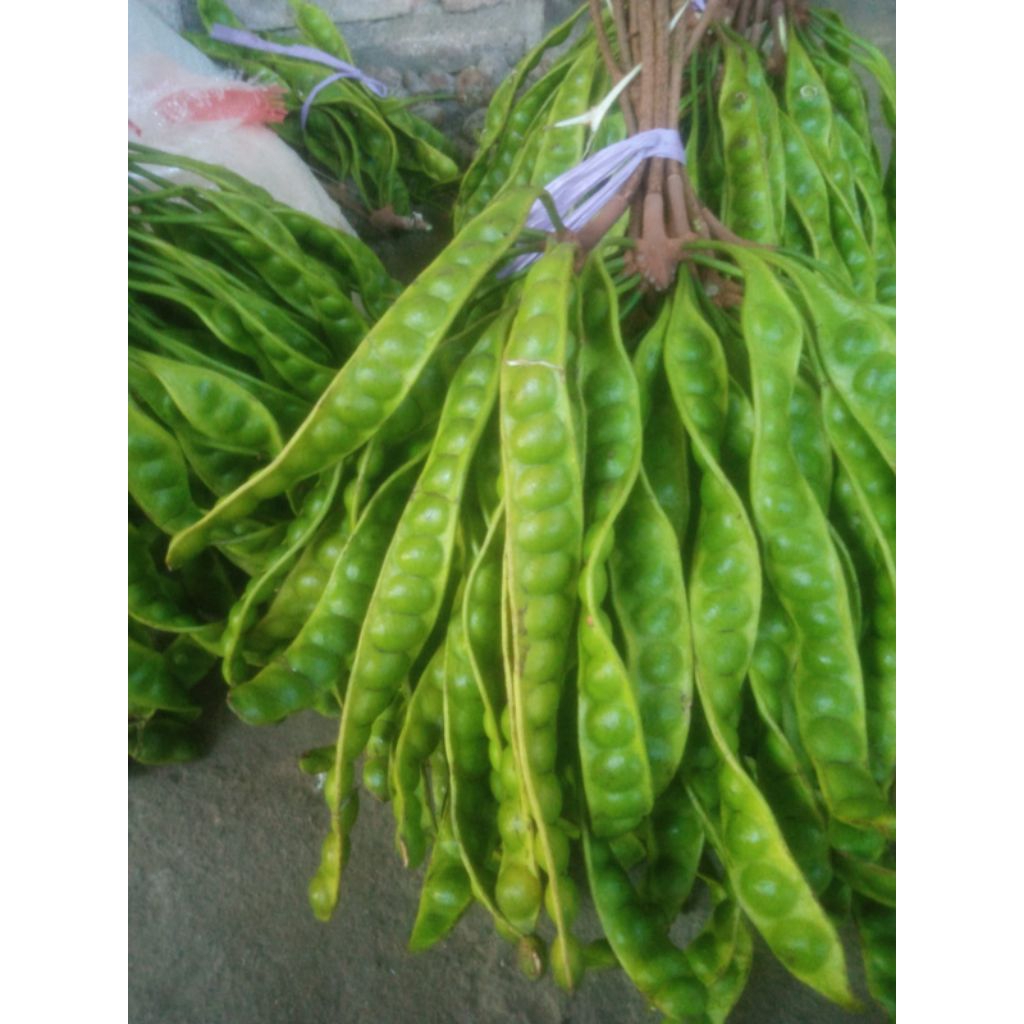 pete super besar dan pnjang lokal fresh tua tua mantul jual per ikat , 1 ikat isi 10 papan