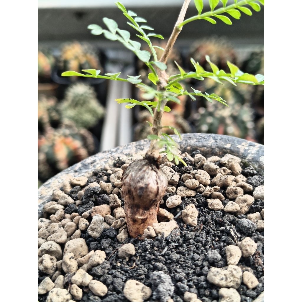 Operculicarya Pachypus Mini Bonsai