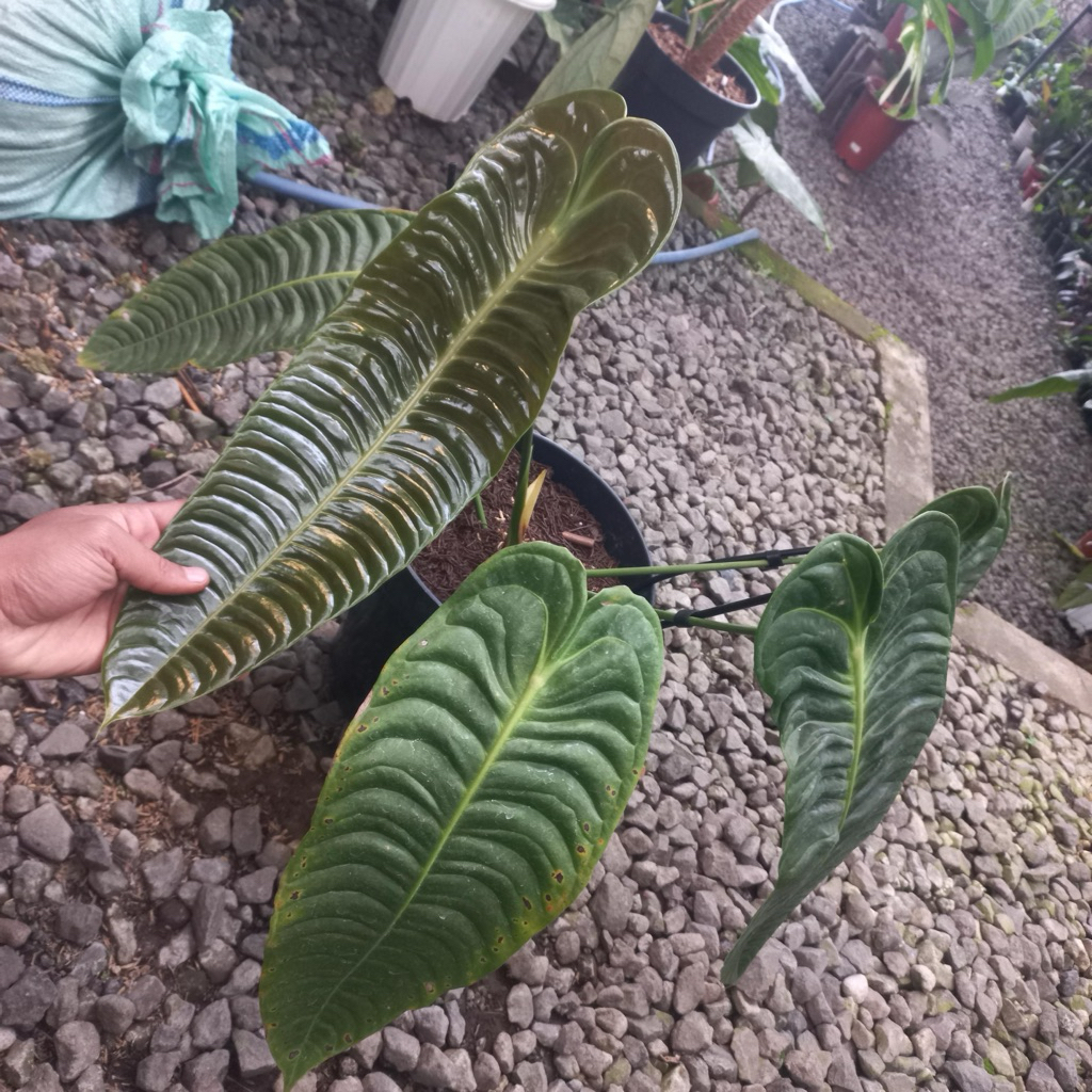 Tanaman Hias Antharium veitchii Super Narrow equador