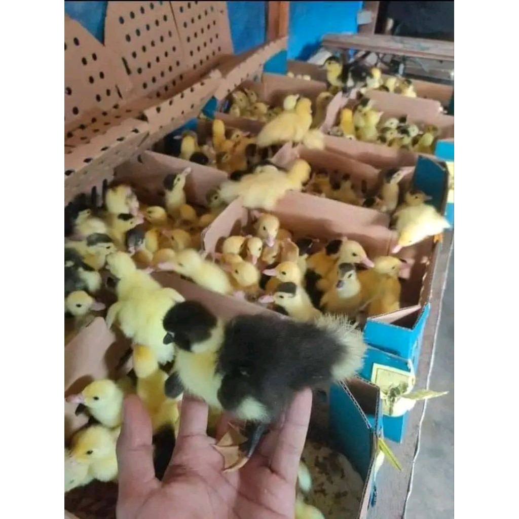 dod entok super per satu ekor