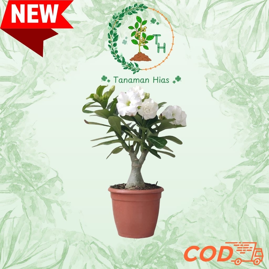 Kamboja Jepang Bunga Putih - Adenium Obesum