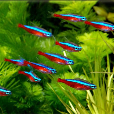 Neon Tetra Cardinal Ikan Hias Neon GARANSI IKAN HIDUP