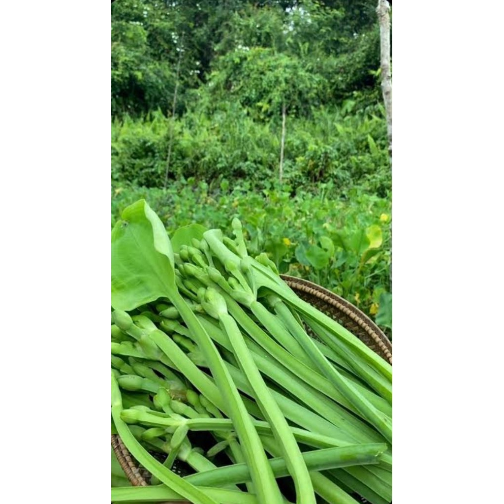 Benih Sayur Genjer