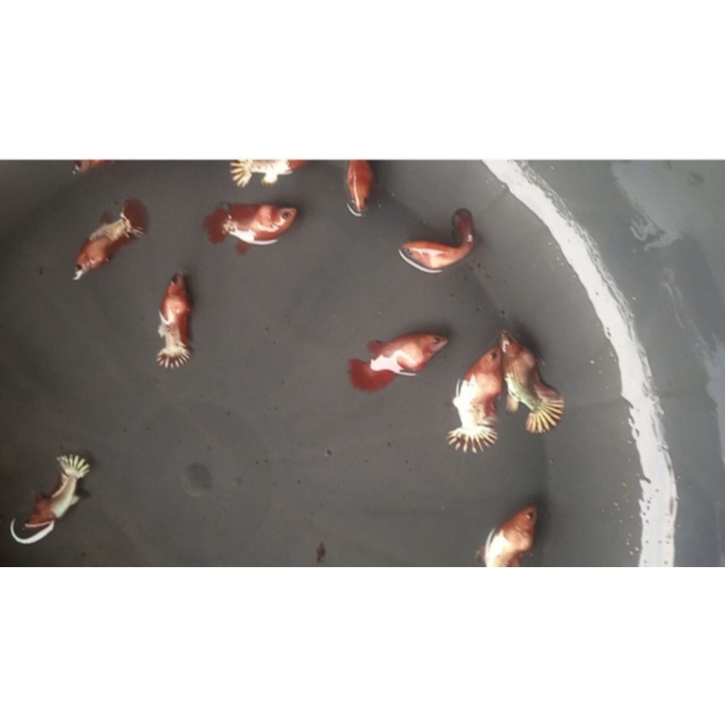 betinaan fccp red