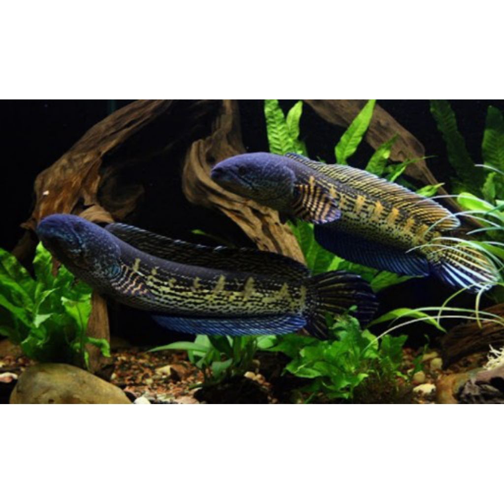 Chana Auranti 1 pair terlaris (bonus pelet)