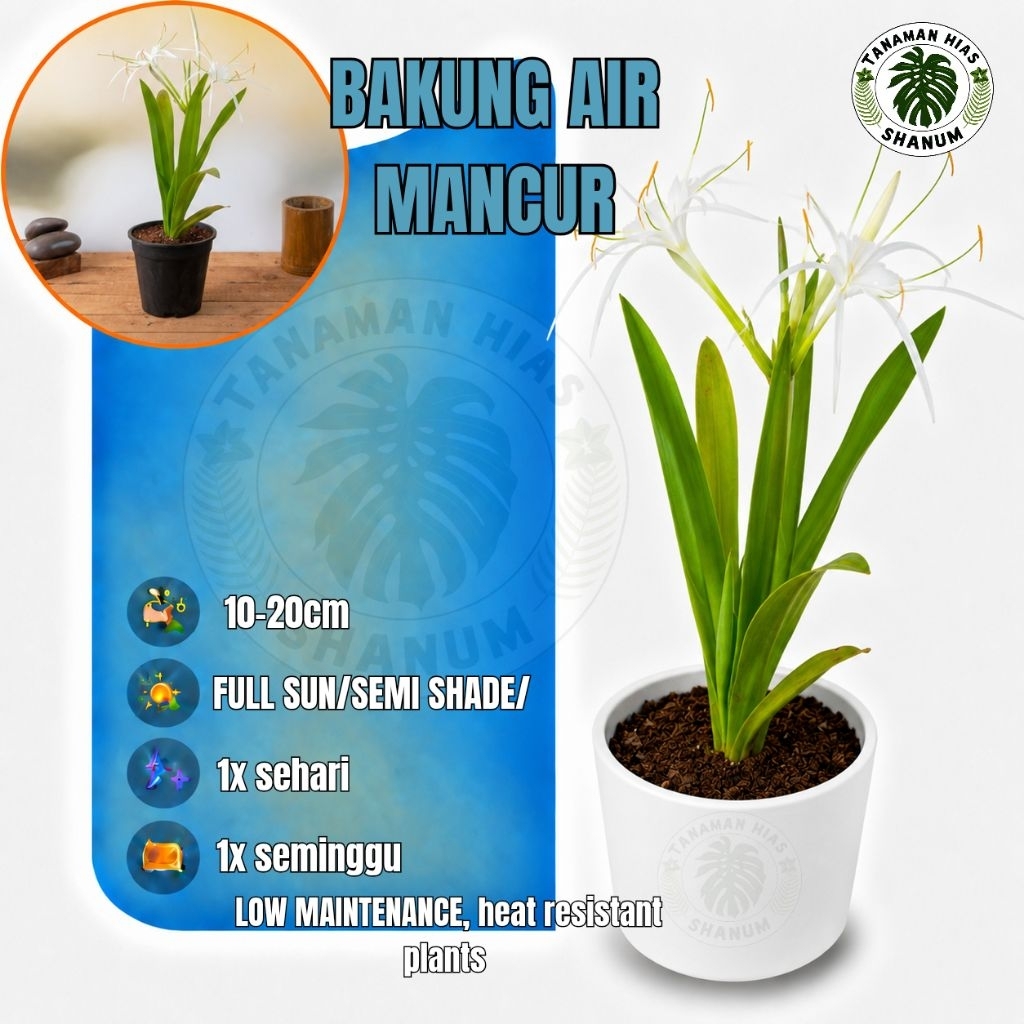 Promo COD TANAMAN HIAS BAKUNG AIR MANCUR BUNGA PUTIH - BUNGA BAKUNG LILY PUTIH - Bakung lele - bunga