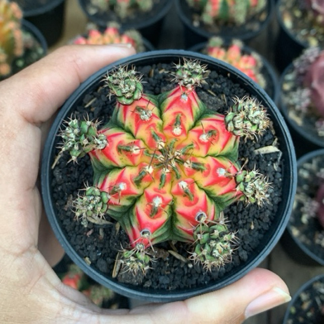 kaktus gymno multicolour varigata