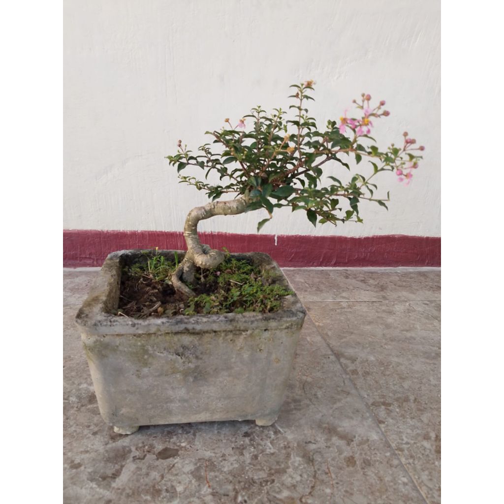 bonsai sakura mikro