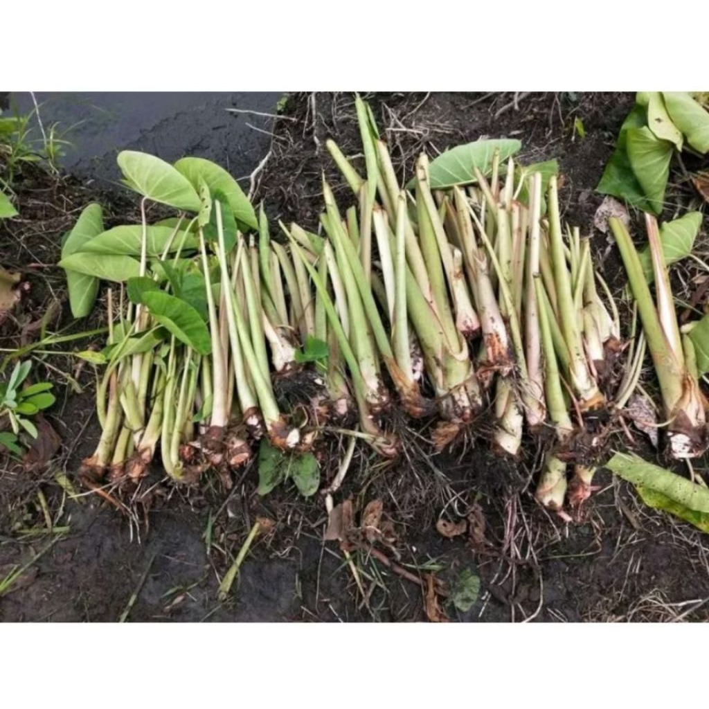 Bibit Talas Bogor Asli California/Sutra/Pratama isi 15 pohon
