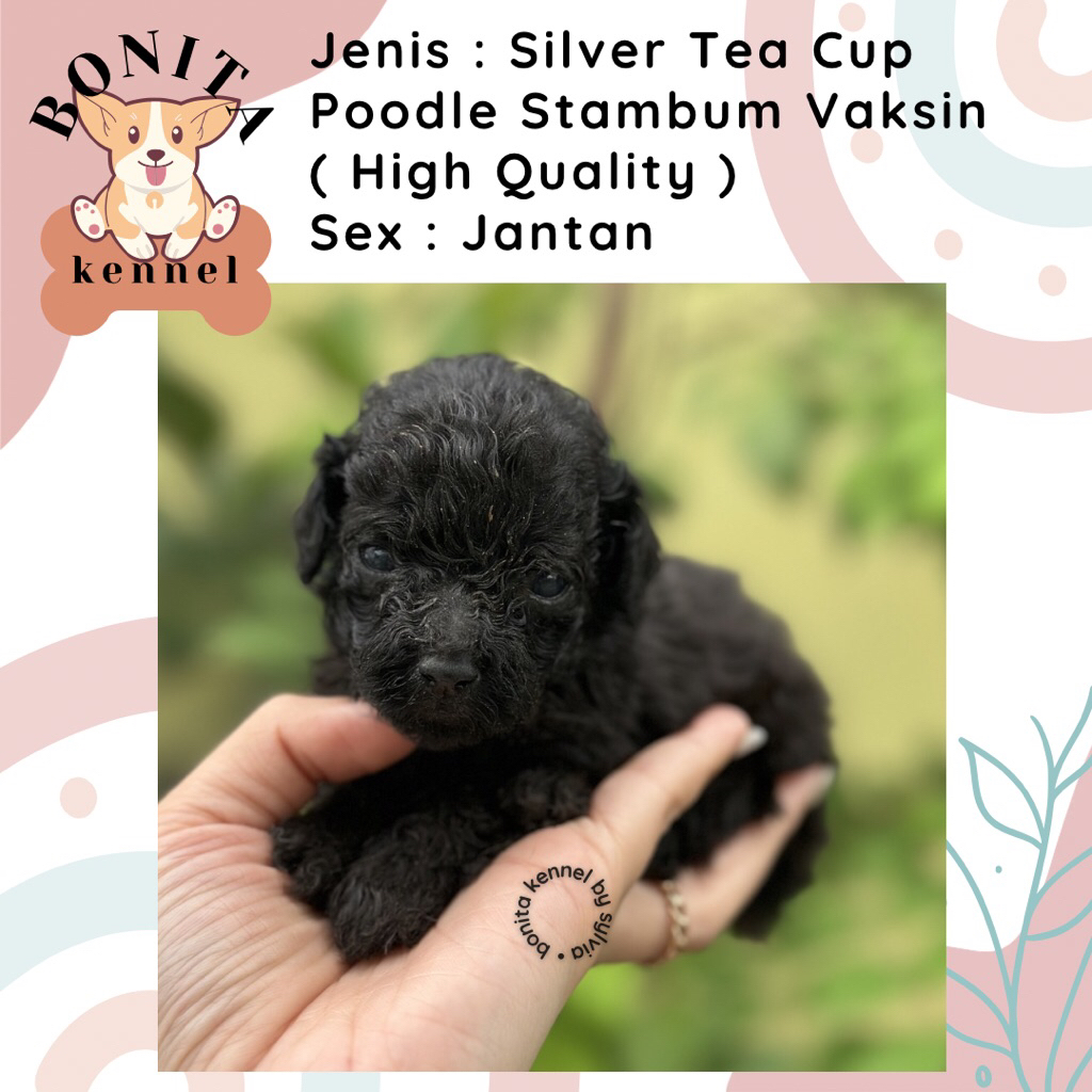 Silver Tea Cup Tiny Toy Poodle Stambum Anjing Poodle Poodle Particolor