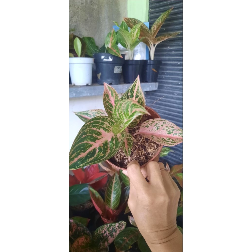 Aglonema Koleksi Paulina