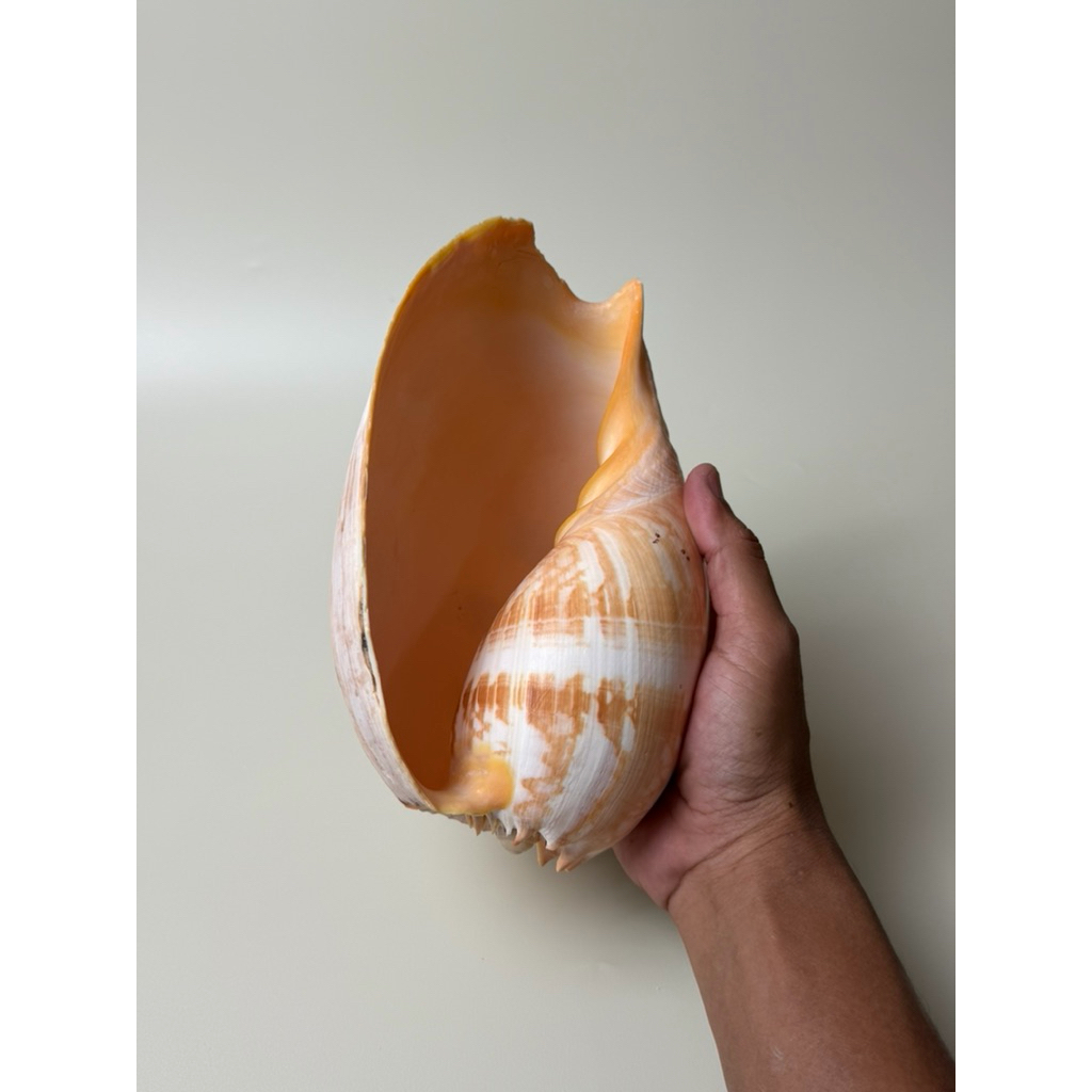 Kerang Keong Gajah Besar | Kerang Laut Asli Dekorasi & Koleksi