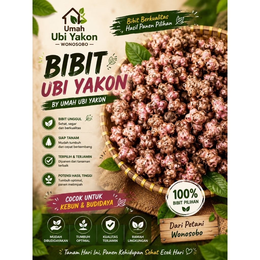 Bibit Ubi Yakon Siap Tanam | Hasil Panen Pilihan | Umah Ubi Yakon