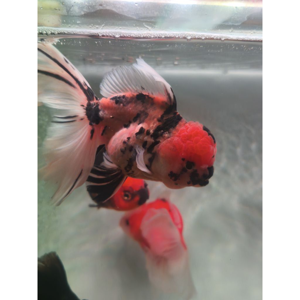 ikan mas koki goldfish
