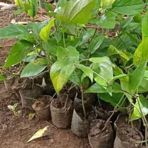 Bibit Cabe Jamu Super Subur Siap Tanam