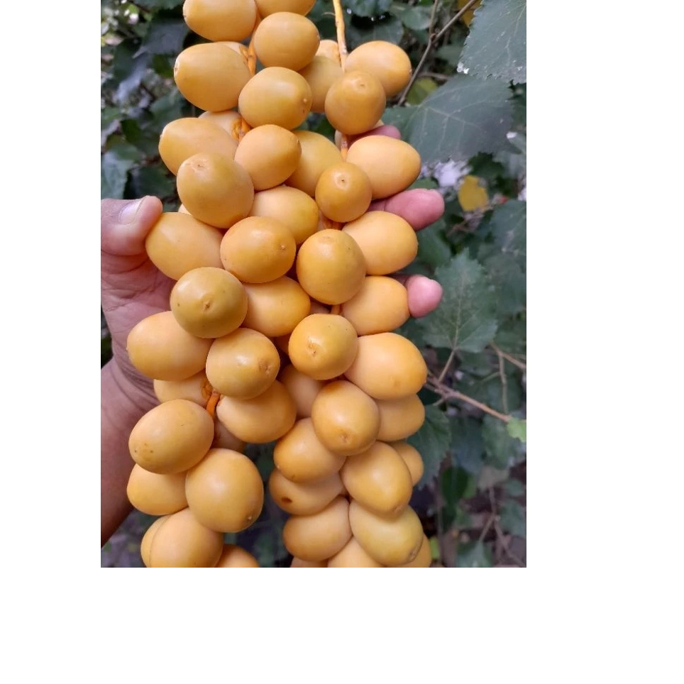 Ready Kurma Muda Pekanbaru / Kurma Muda
