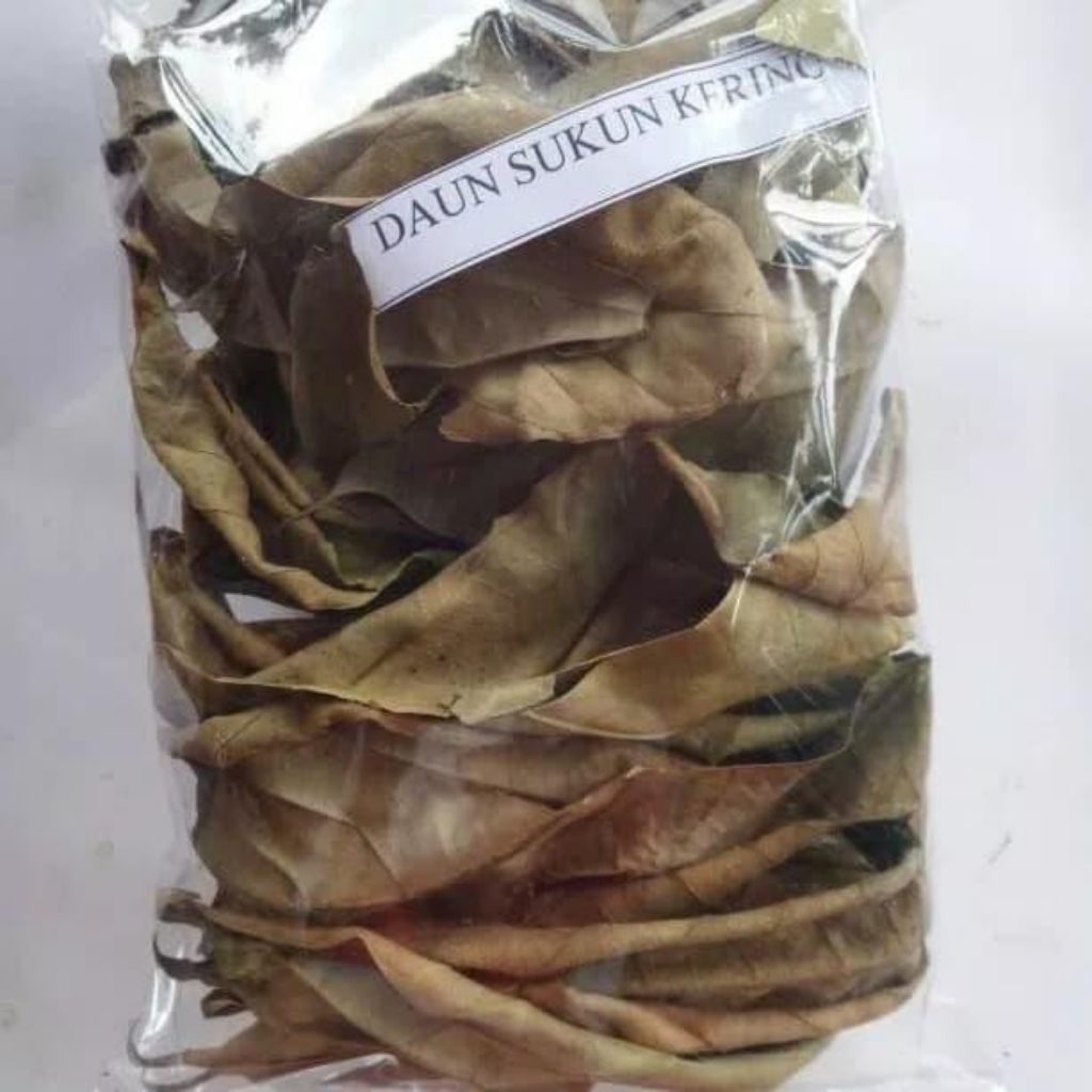 daun sukun kering