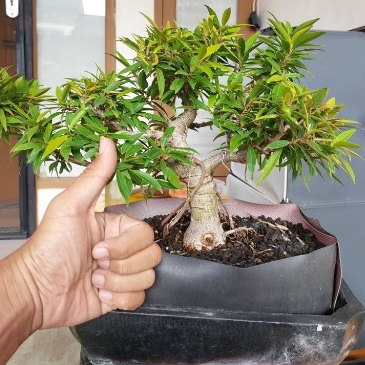 Bonsai Beringin California - Tanaman Hidup - Pajangan