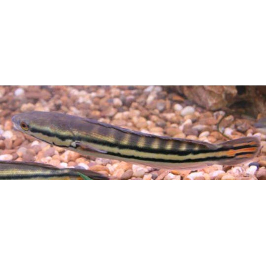 TOMAN HIJAU 6/10 CM