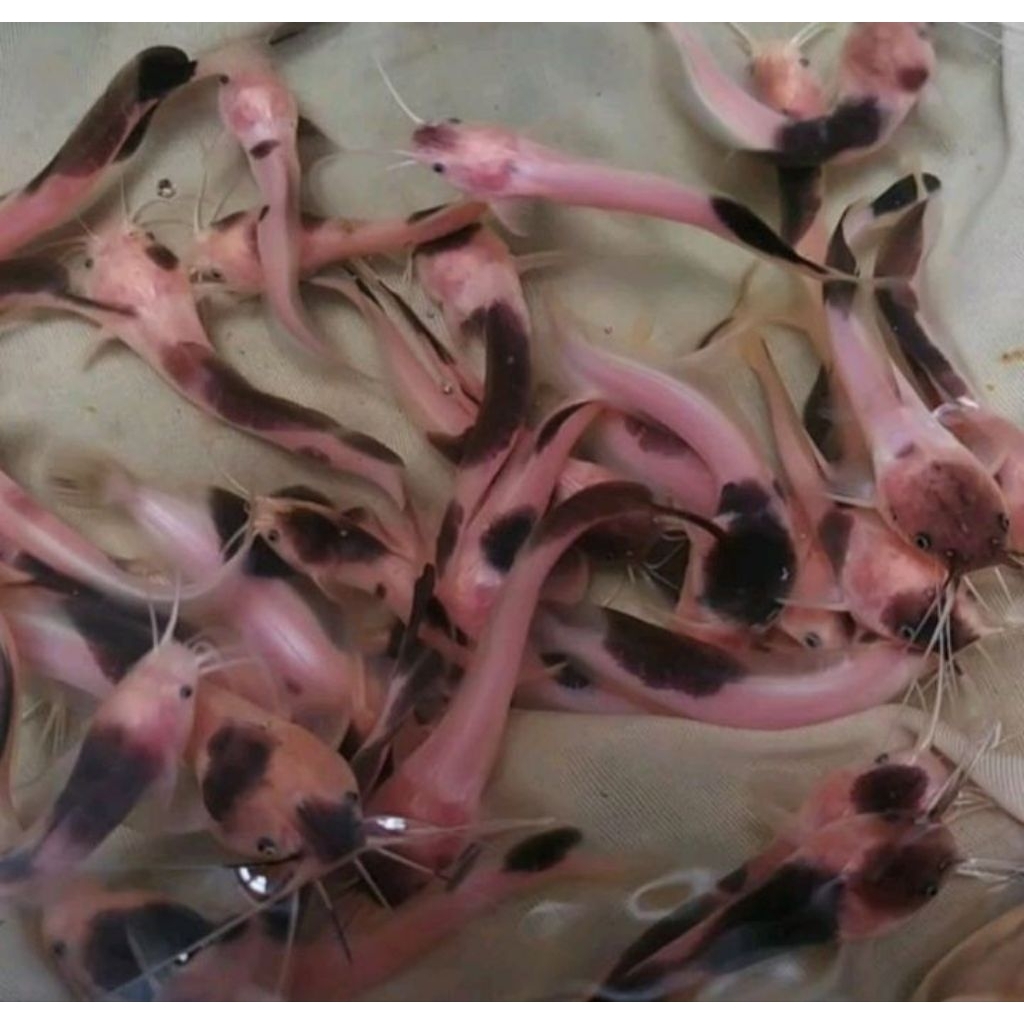 ikan lele bule sehat lele sapi
